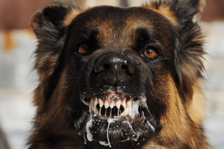 🇵🇸🇳🇵🇨🇭💛❤️Entschuldigung🦁🏆 tweet media