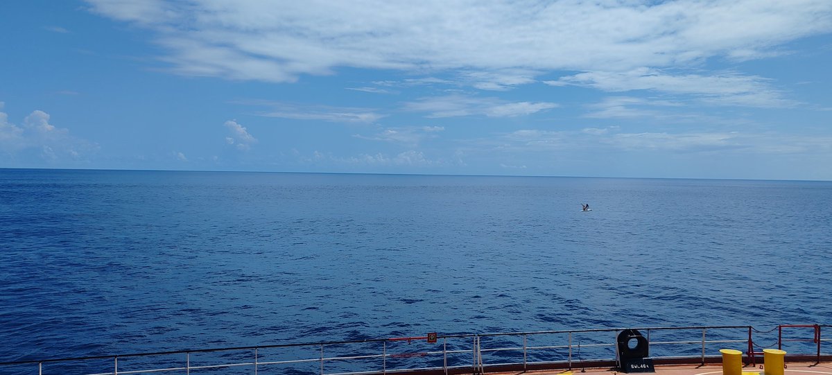 CAPT. PARA8OLIC TOBLERONE tweet media