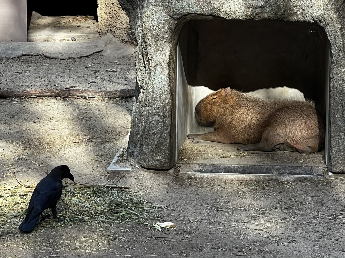 ゆずぴ tweet media