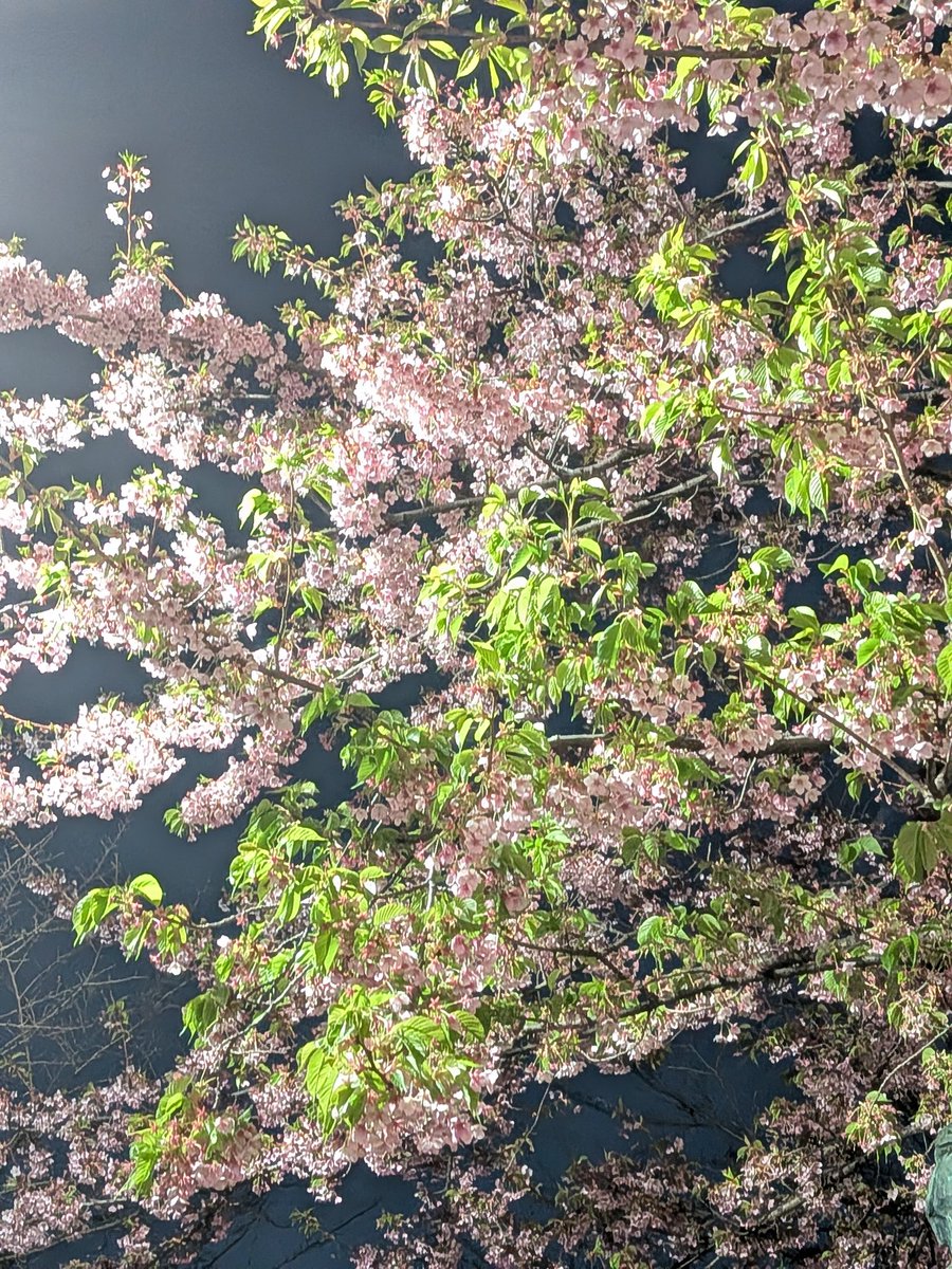 r42156008's tweet image. The magic of Yozakura (night cherry blossoms) in Kudanshita. 🌸✨
​The soft pink petals and fresh green leaves look so vibrant against the dark night sky. There’s nothing like the fleeting beauty of spring in Tokyo. 🌙🏙️
​#CherryBlossoms #Sakura #TokyoSpring #JapanTravel