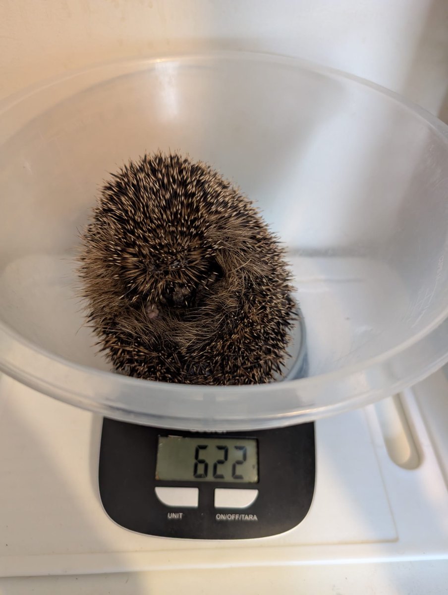 Caerphilly Hedgehog Rescue tweet media