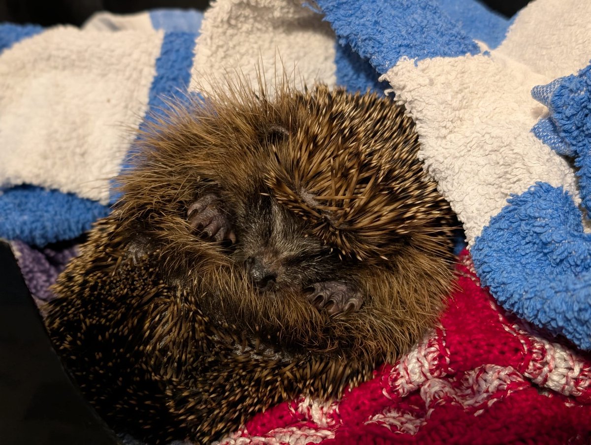 Caerphilly Hedgehog Rescue tweet media