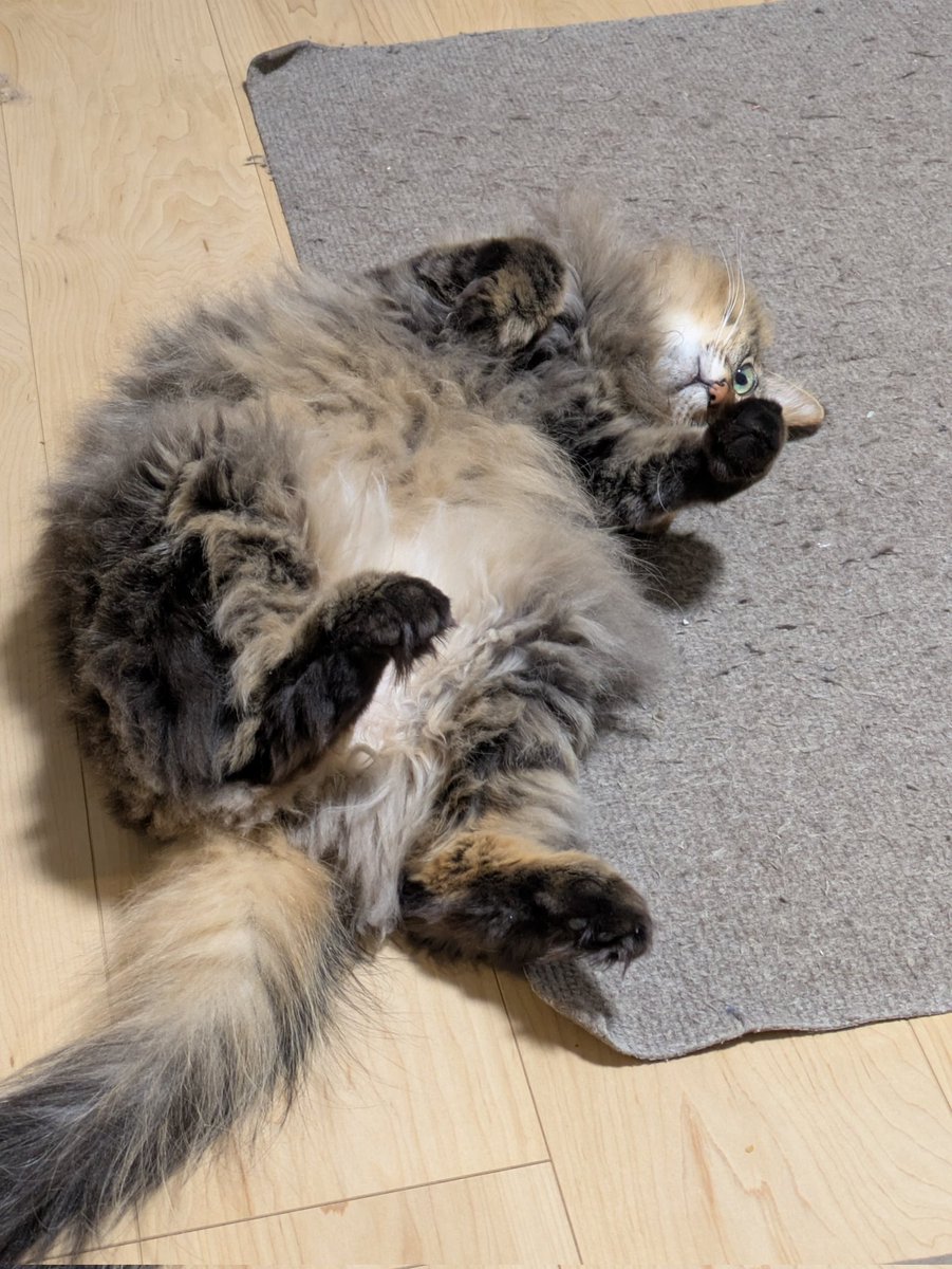 SiLyfn's tweet photo. #猫のいる幸せ 
#猫好きさんと繫がりたい
#猫画像
#保護猫

ヘソ天で可愛いアピール😽 https://t.co/KN0RrkFwQK