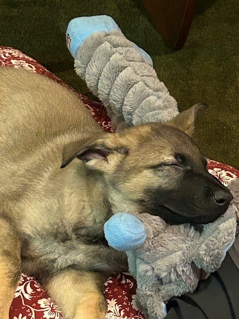 Mersey Police Dogs tweet media