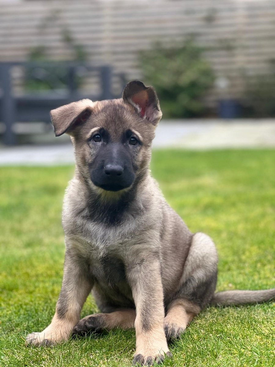 Mersey Police Dogs tweet media