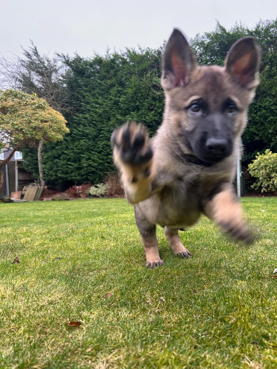 Mersey Police Dogs tweet media