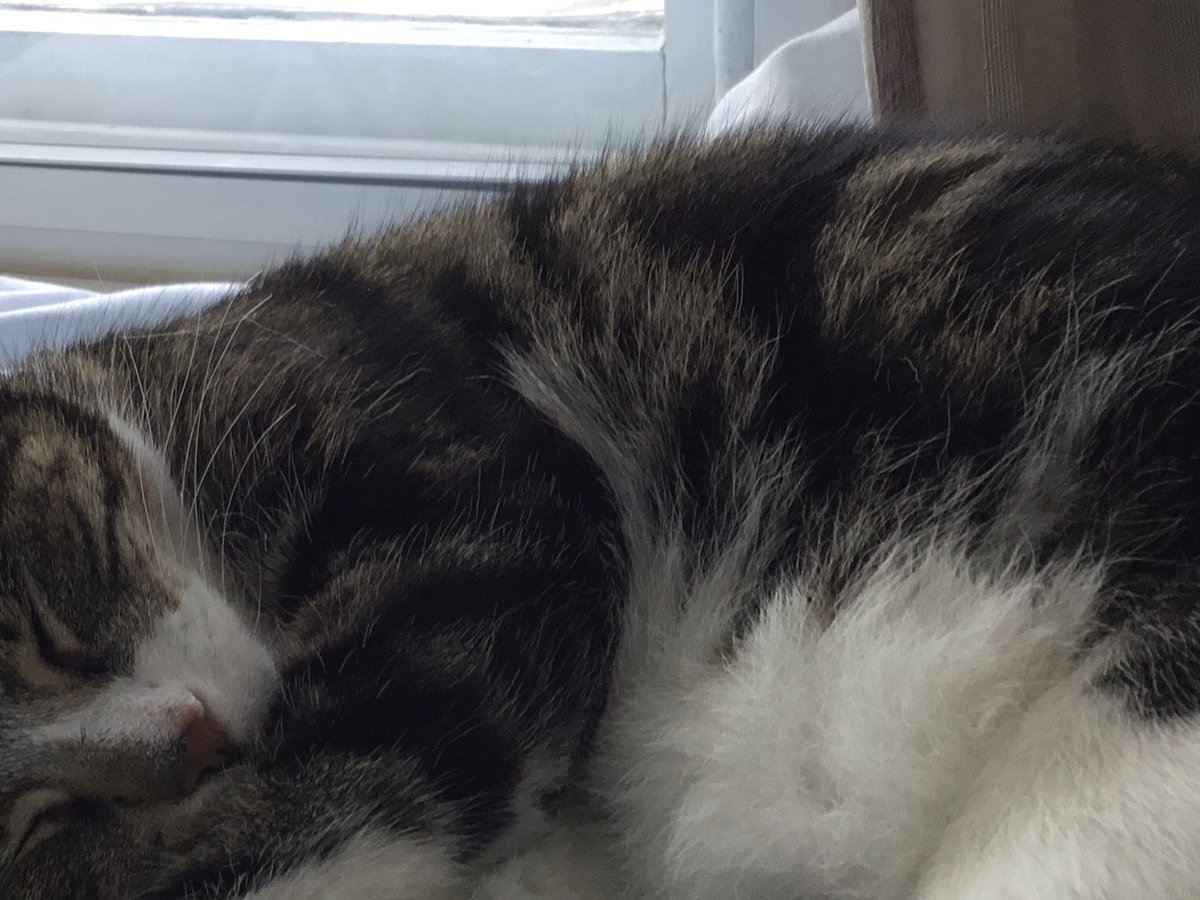 Dolly 🇺🇦🌻🕊🌻🇺🇦 tweet media