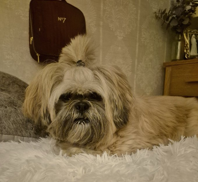 David Atherton tweet media