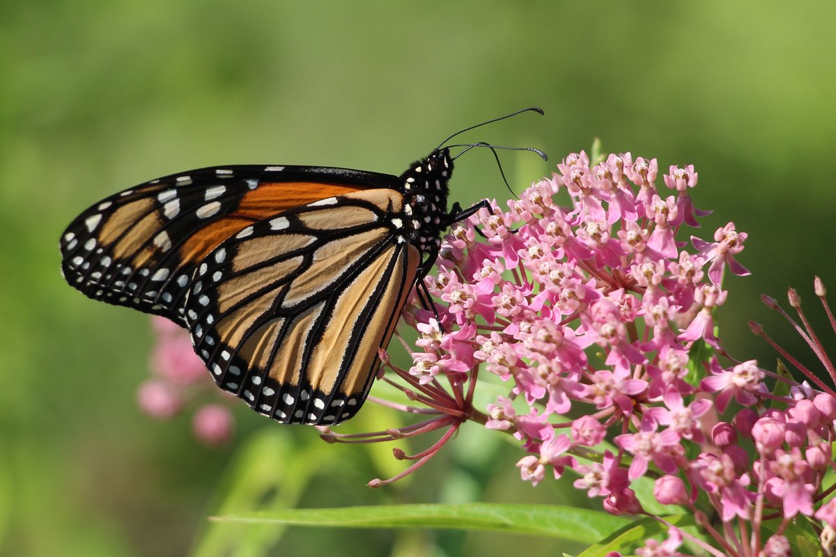 National Wildlife Federation tweet media