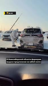 СМИ: "Силовики прибыли на усыпление скота в Новосибирской области.  Фермеры уехали не надолго — вернулись к пустому двору. Полицейские и ветеринары усыпили 40 коров, 150 овец, 3 верблюда, 2 свиней". Всё как в фильме "Операция "Ы" - вначале тренируемся на животных