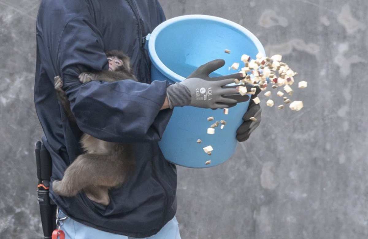 子ザルのパンチくんの大冒険🐒
お、落ちちゃう...笑
#がんばれパンチ #パンチ #Punch #Panchi #パンチくんの大冒険 #オランママ #Punchi #Panch #市川市動植物園 #PunchTheMonkey