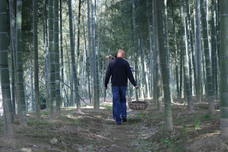 Zhang31211740Lu's tweet image. "Spring in WuXing District: Zhu family forages bamboo shoots &amp;amp; wild greens for their traditional Spring Feast 🌿🍴 #WuXingDistrict #ForagingFun #FamilyTraditions"