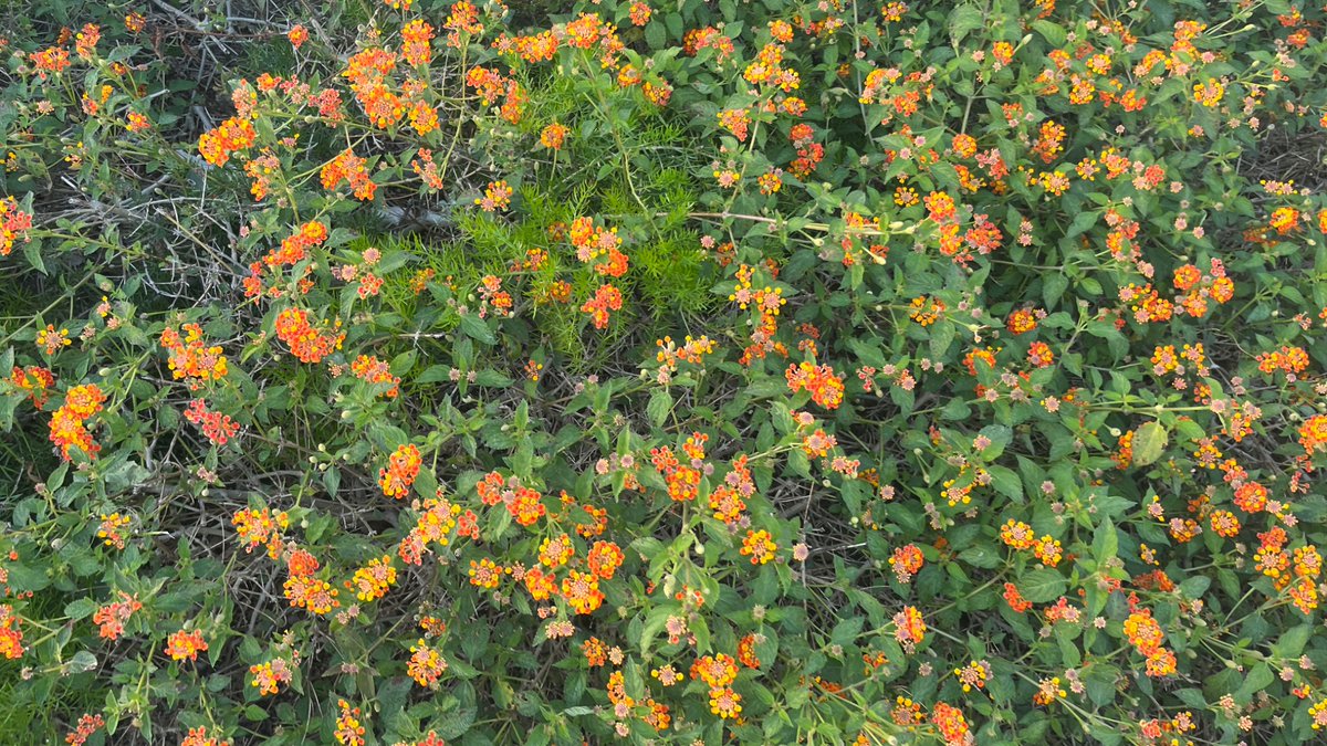 Yandere Eito Aotsuki (´• ω •`) ♡ tweet media