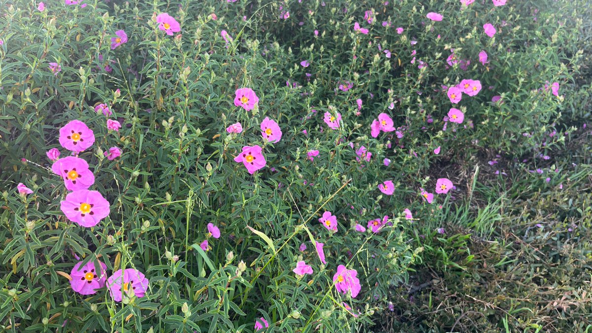 Yandere Eito Aotsuki (´• ω •`) ♡ tweet media