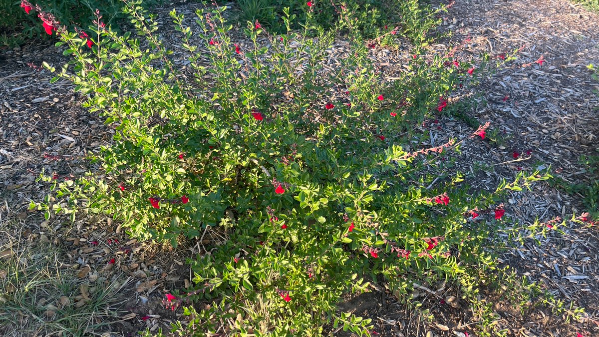 Yandere Eito Aotsuki (´• ω •`) ♡ tweet media