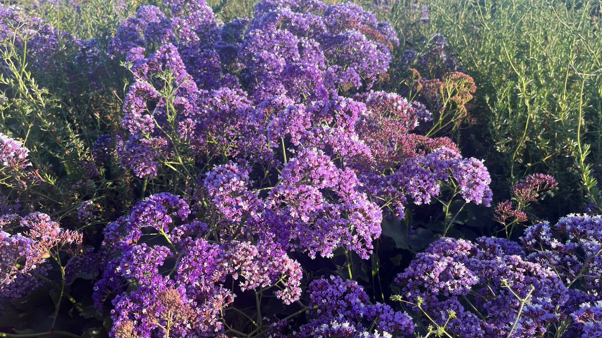 Yandere Eito Aotsuki (´• ω •`) ♡ tweet media