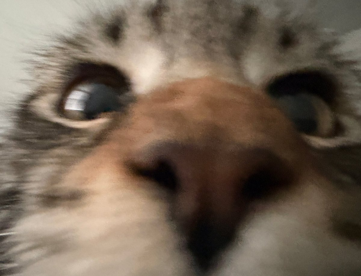 rev 😻 tweet media