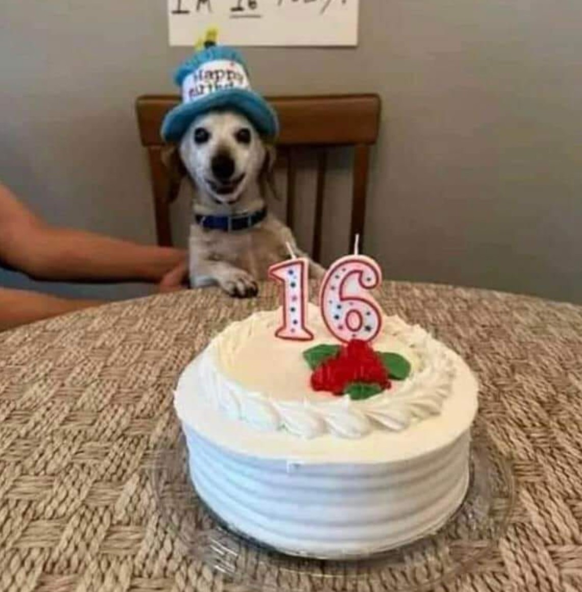 The Dalbo Dog tweet media