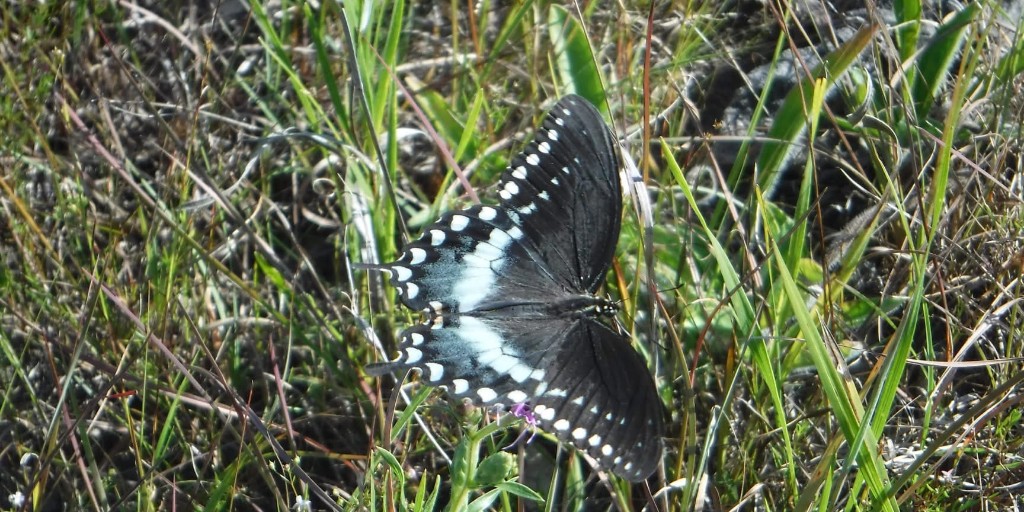Missouri State Parks tweet media