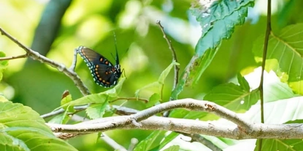 Missouri State Parks tweet media