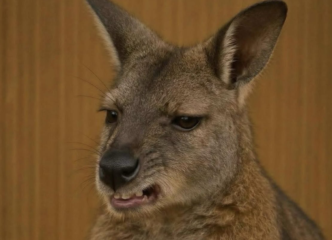 Droghiere tweet media