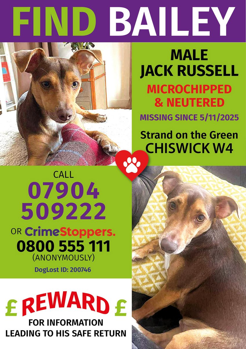 MissingPetsGB's tweet image. #DogTheftAwarenessDay

BAILEY STILL #MISSING 

SUBSTANTIAL REWARD £££ ON OFFER FOR INFORMATION LEADING TO HIS SAFE RETURN

Spooked by #Fireworks, at the Park in Strand on the Green, Chiswick at approx 8pm

Wearing a Red Harness, Bailey ran off and hasn't been seen again!!