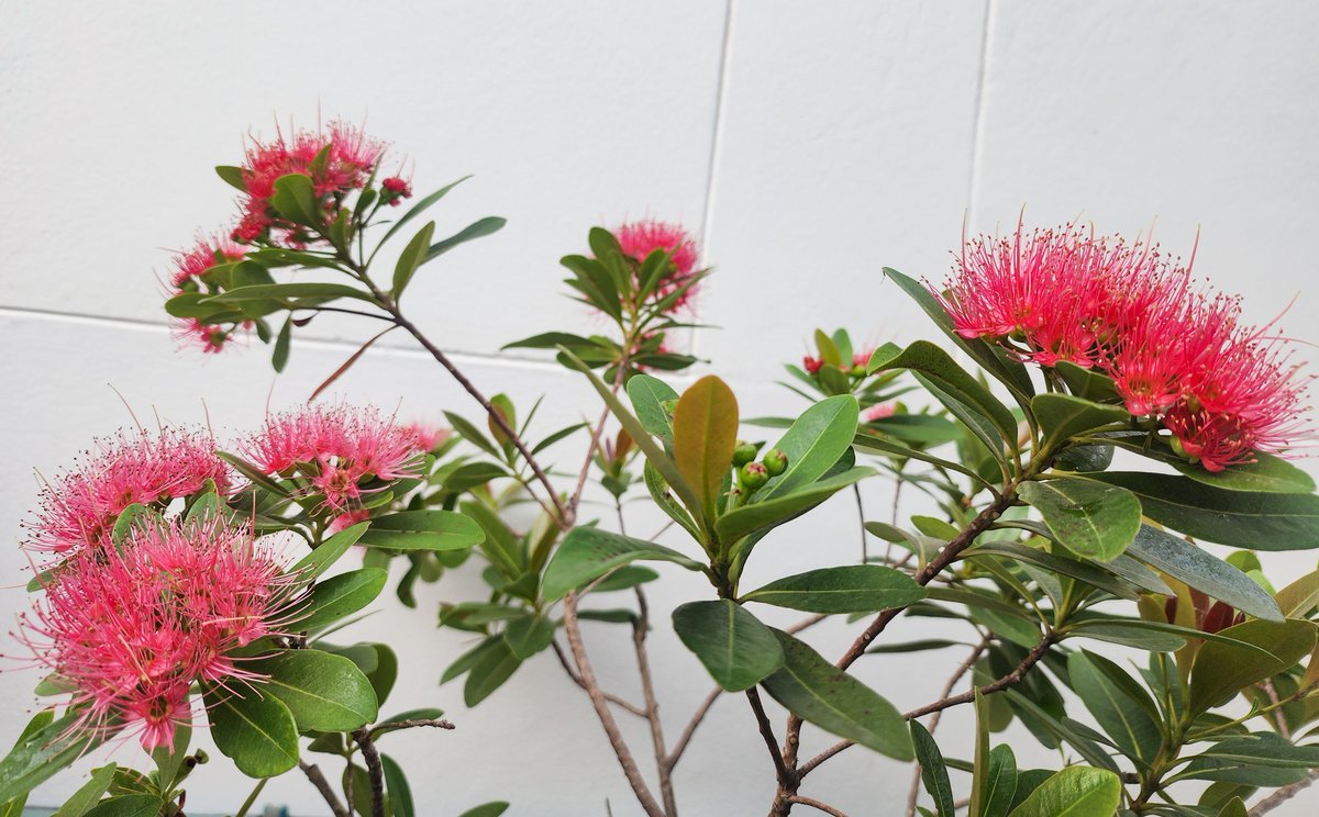 🍂 – rewilding tweet media