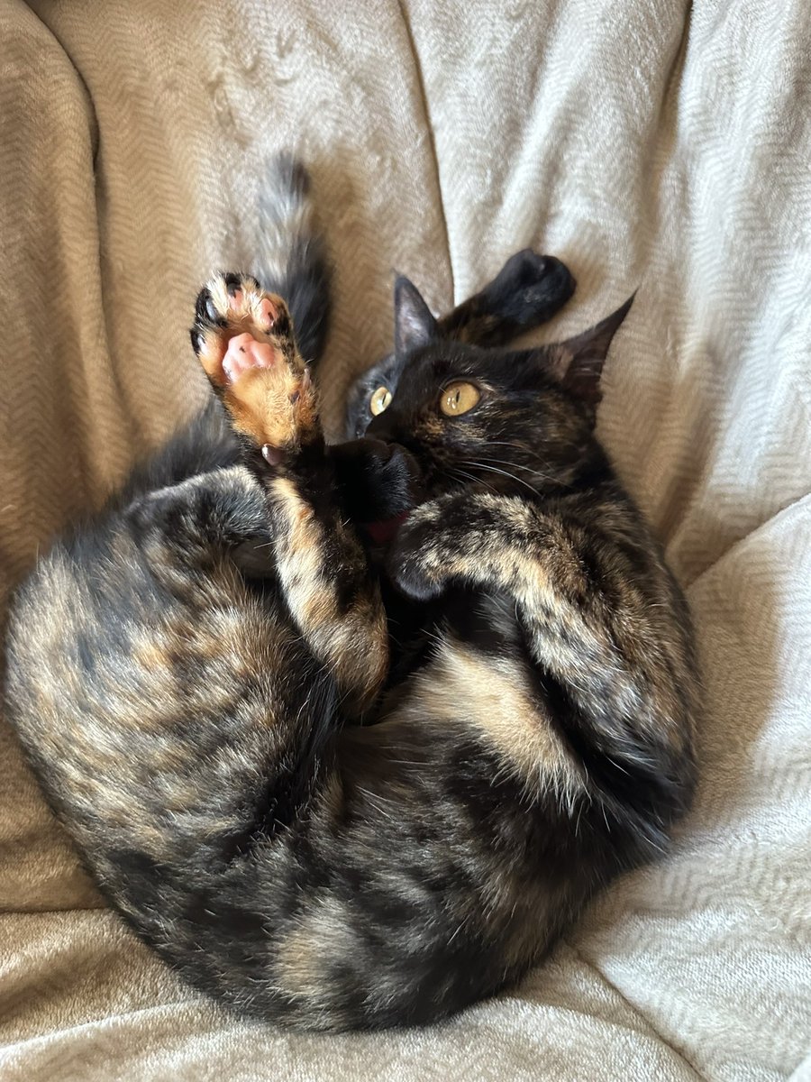 Yoshiki Inamura tweet media