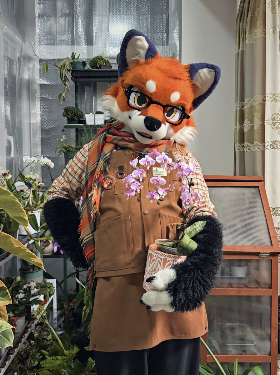 大坏狐狸 tweet media