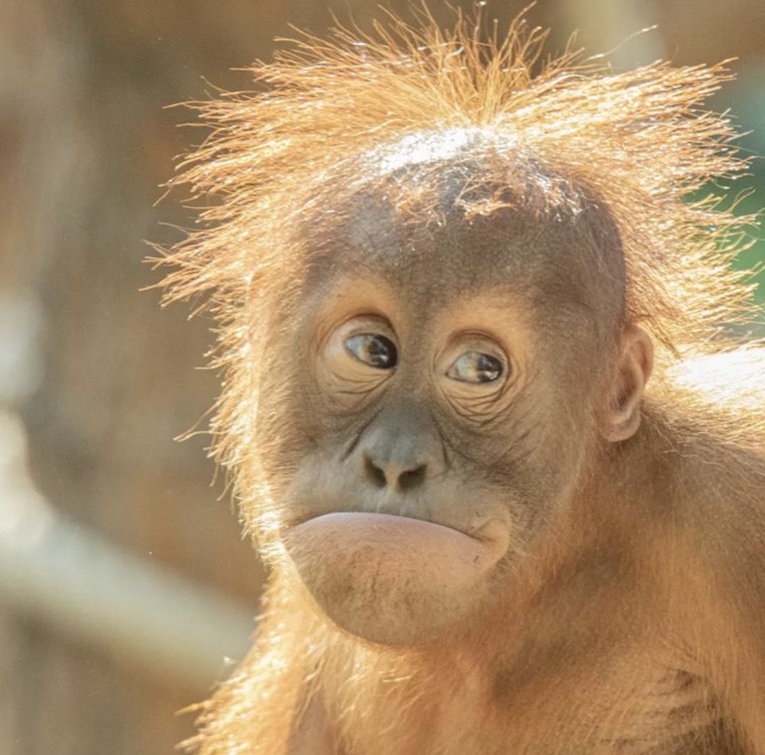 EFEX GEEK tweet media