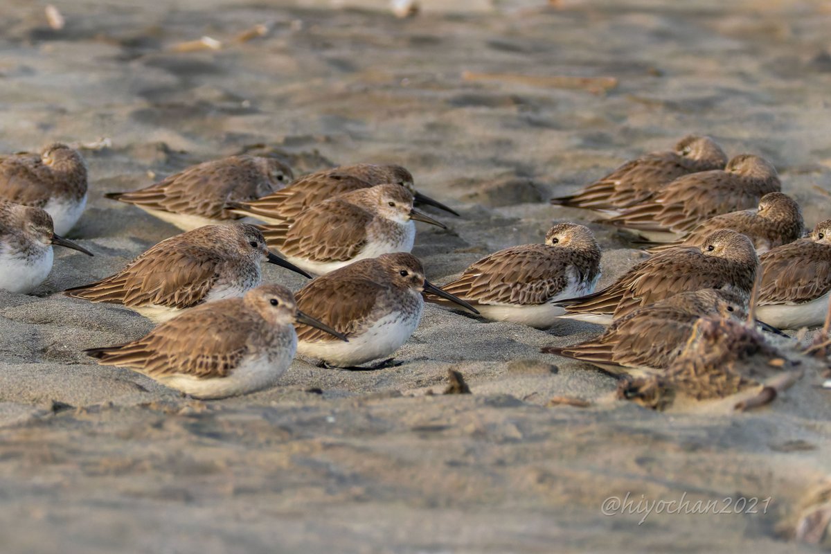 hiyochan2021's tweet image. 起こしちゃった？ごめんね
砂浜で眠っていたハマシギの群れ。カメラを向けたら目を開き、離れたら二度寝しました
#ハマシギ #シギチ推し 3月11日撮影