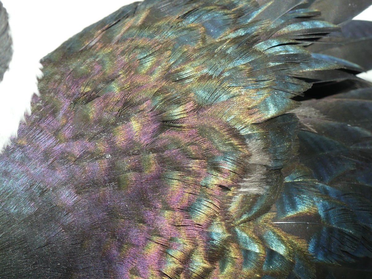 羽の色綺麗✨
←ショウジョウトキ（生え替わり中）
→ムギワラトキ

📷：掛川花鳥園