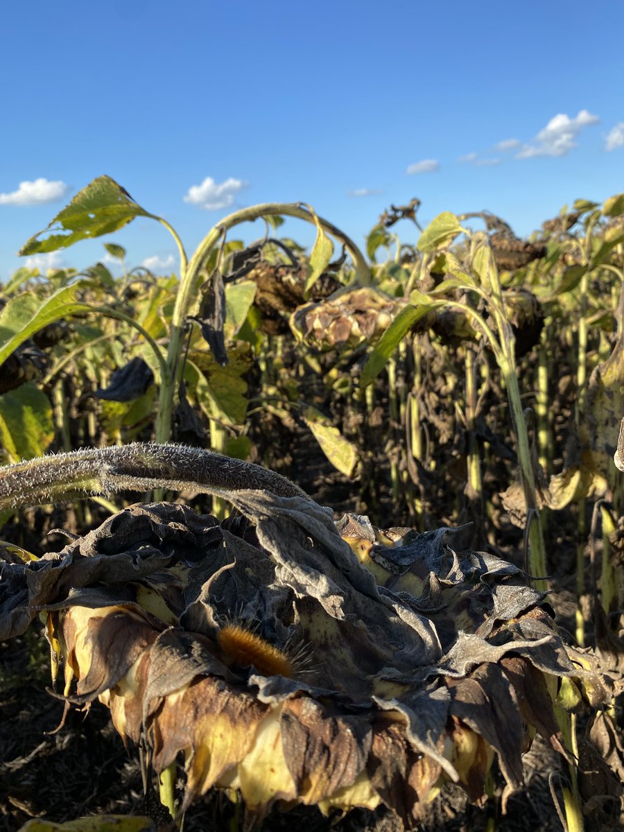 Sebastian Alvarez tweet media