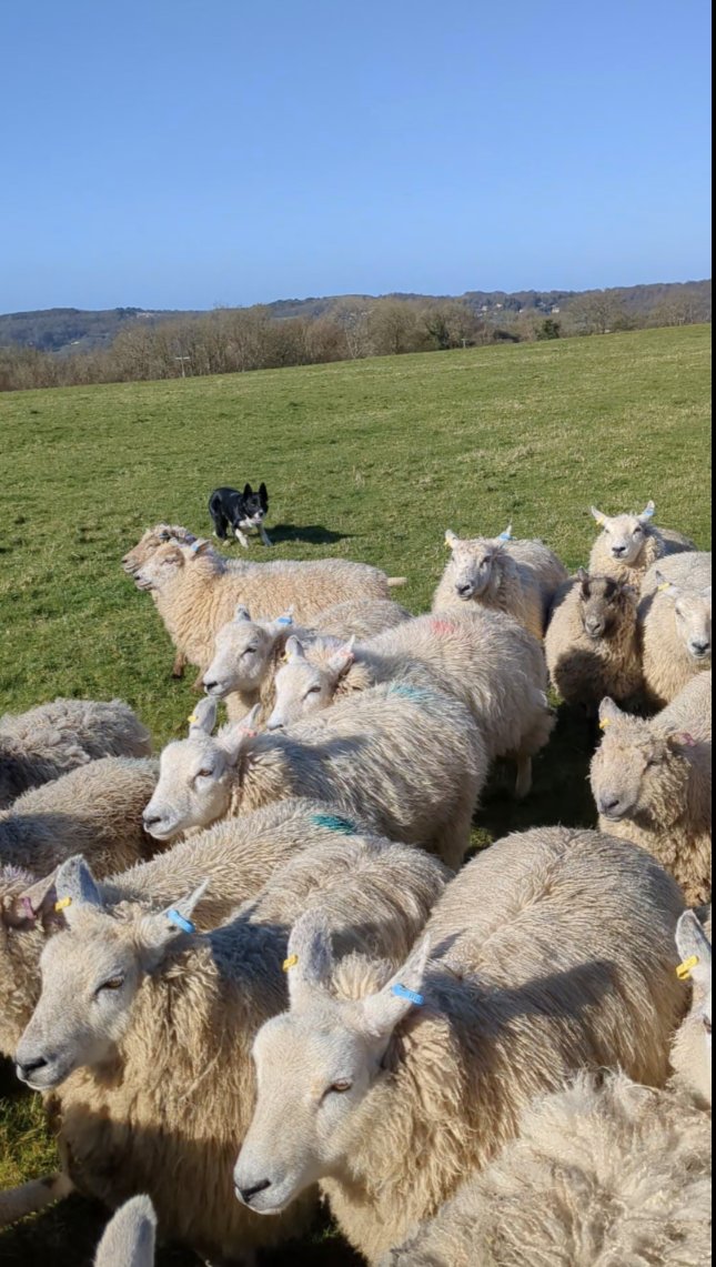 Sheep In Stitches tweet media