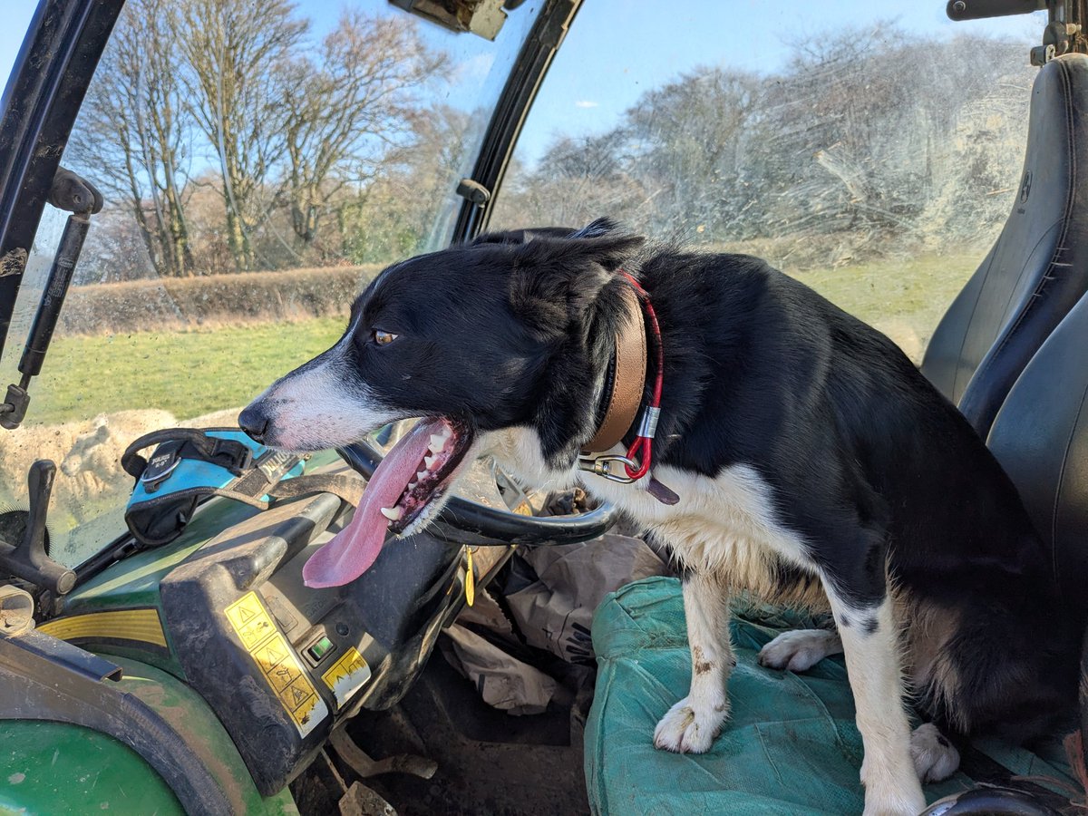 Sheep In Stitches tweet media