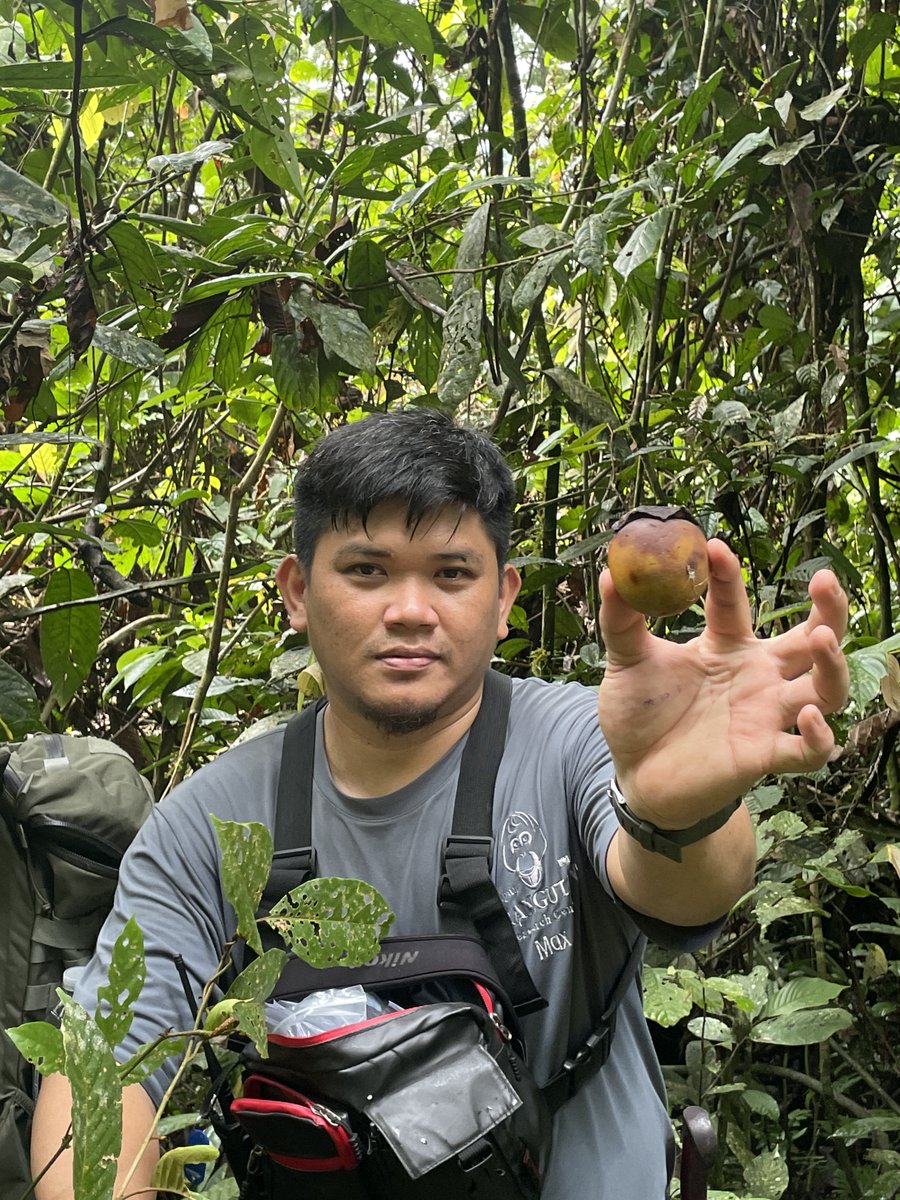ourc_jp's tweet photo. 野生のオランウータンが食べていたカキの実！まだ熟していないのですが種ごとボリボリ食べていました🦧 https://t.co/iFILPXsHdA