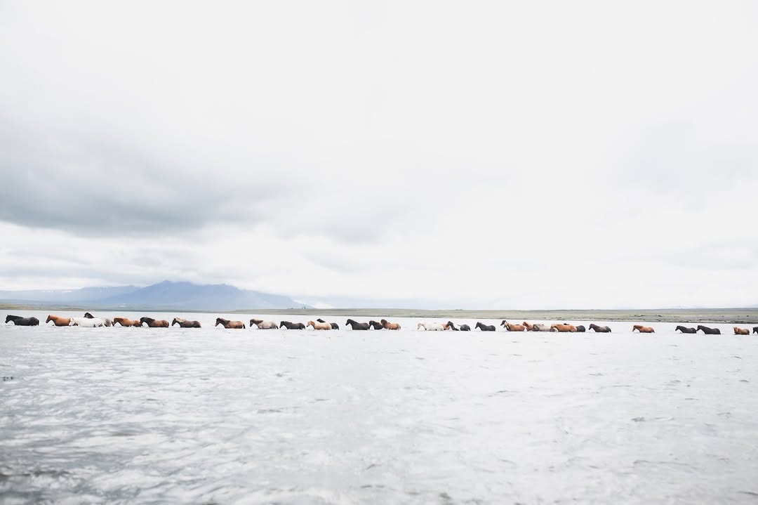 linaimages615's tweet photo. Favorite view this summer: 90 horses crossing a lake 😍
📷 taken on horseback 🐎 https://t.co/Qklyn7gY0Z