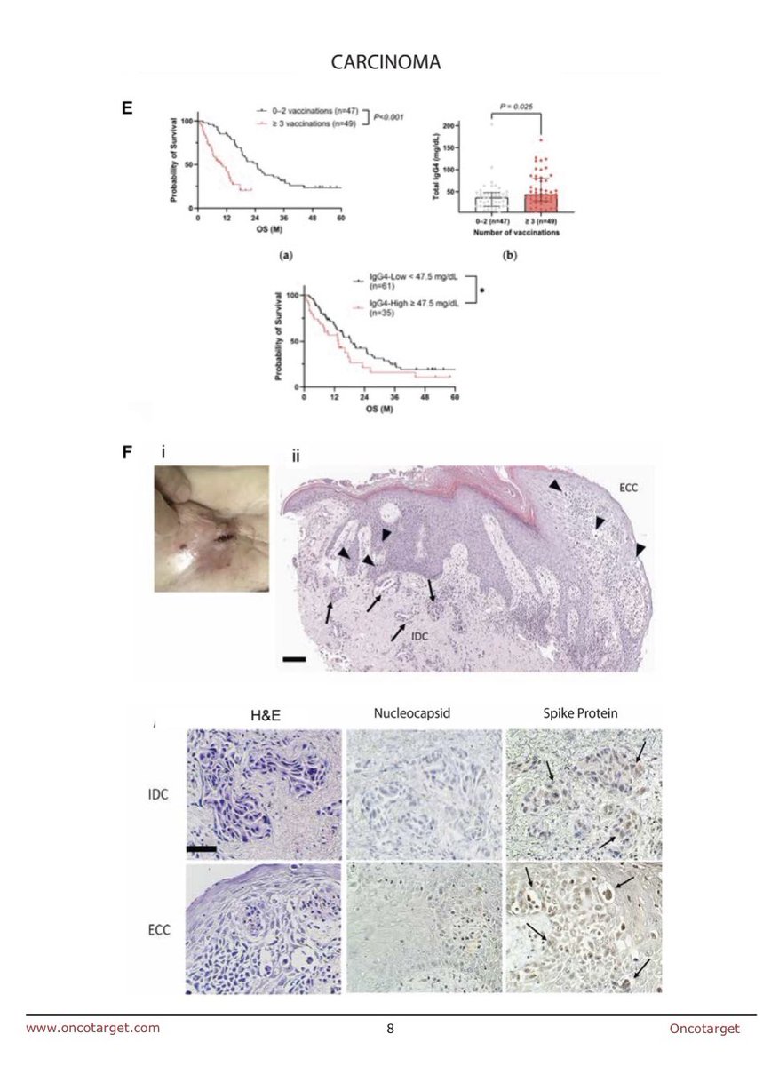 Wafik S. El-Deiry, MD, PhD, FACP tweet media