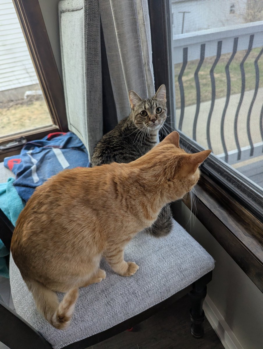 Jack the Cat 🧡🖤 tweet media