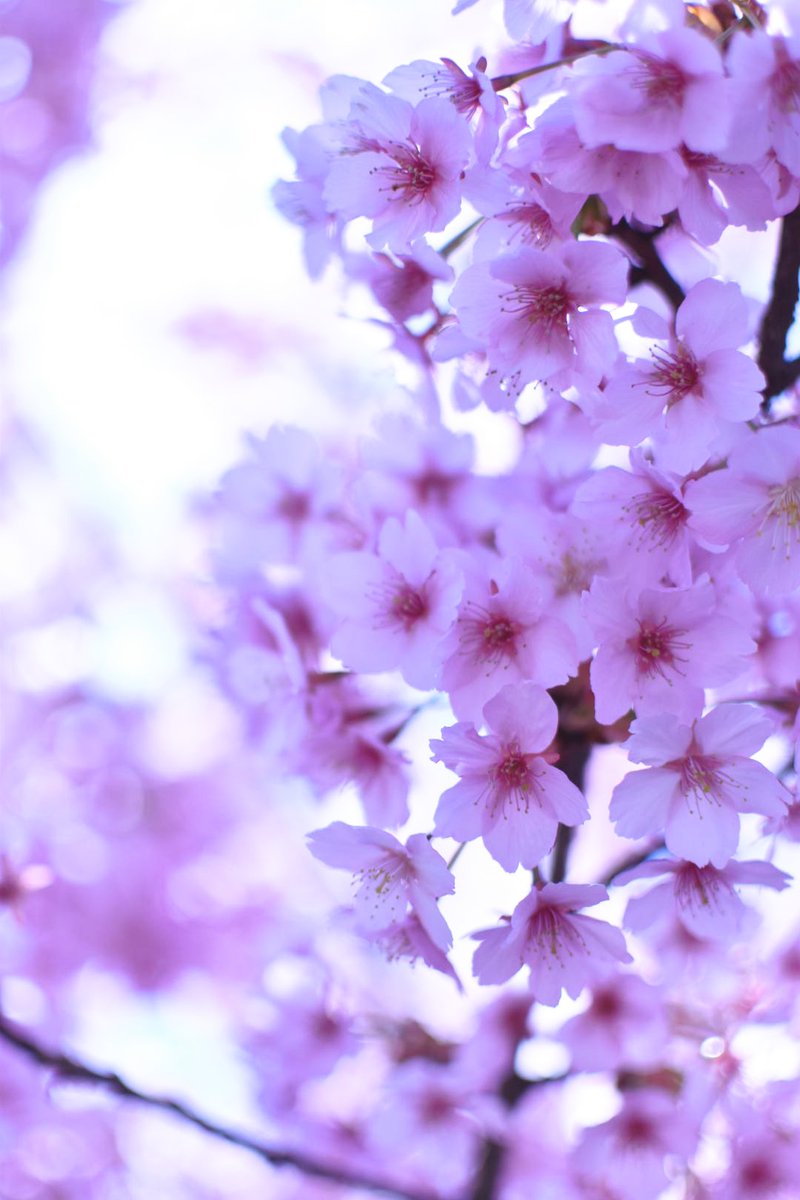 tmt_11m's tweet photo. ひと足早い春
#ファインダー越しの私の世界
#河津桜 https://t.co/RHwQoZVPW0