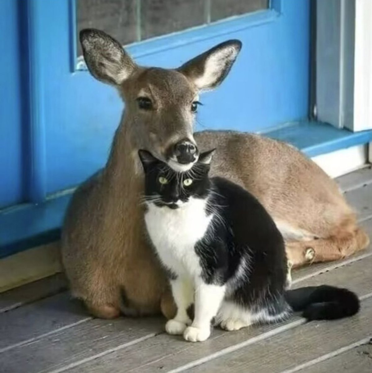 #Hazbin_HotelFanart #alastor #husk #radiohusk #huskradio
🦌🐱🥰