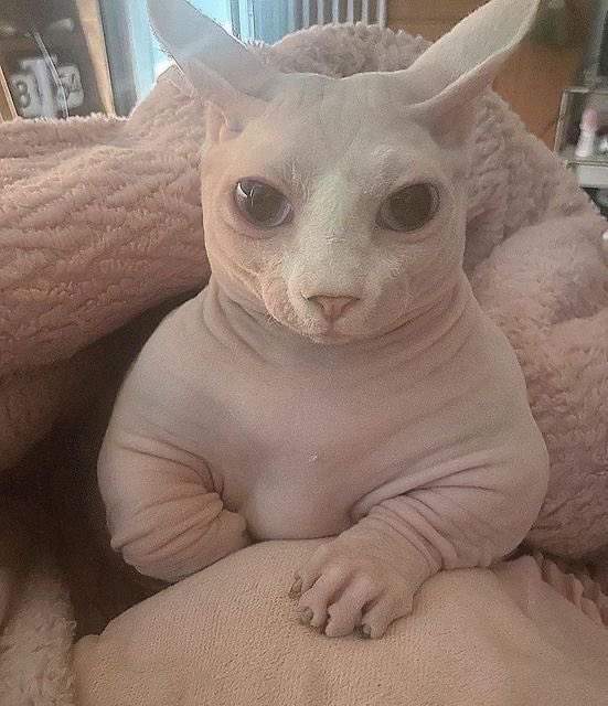 hello under here is a Q&amp;A please ask me questions and i will answer