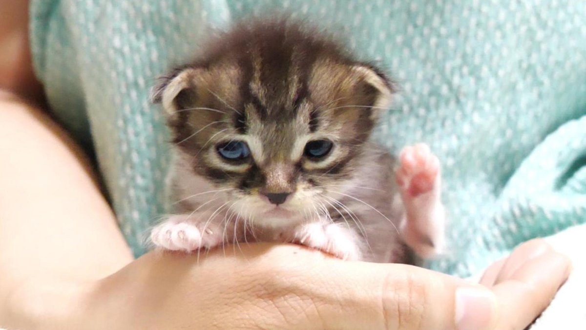 MeowMoeDotCom's tweet photo. カワイイ鳴き声の赤ちゃん子猫がへそ天ポーズでアピールアピール？【赤ちゃん猫　保護猫】
 
https://t.co/tvlFhQIYOe
 
#Cat #Gatten #Kitten #Meow #Neko #StrayCat https://t.co/t2JVTfYDQK