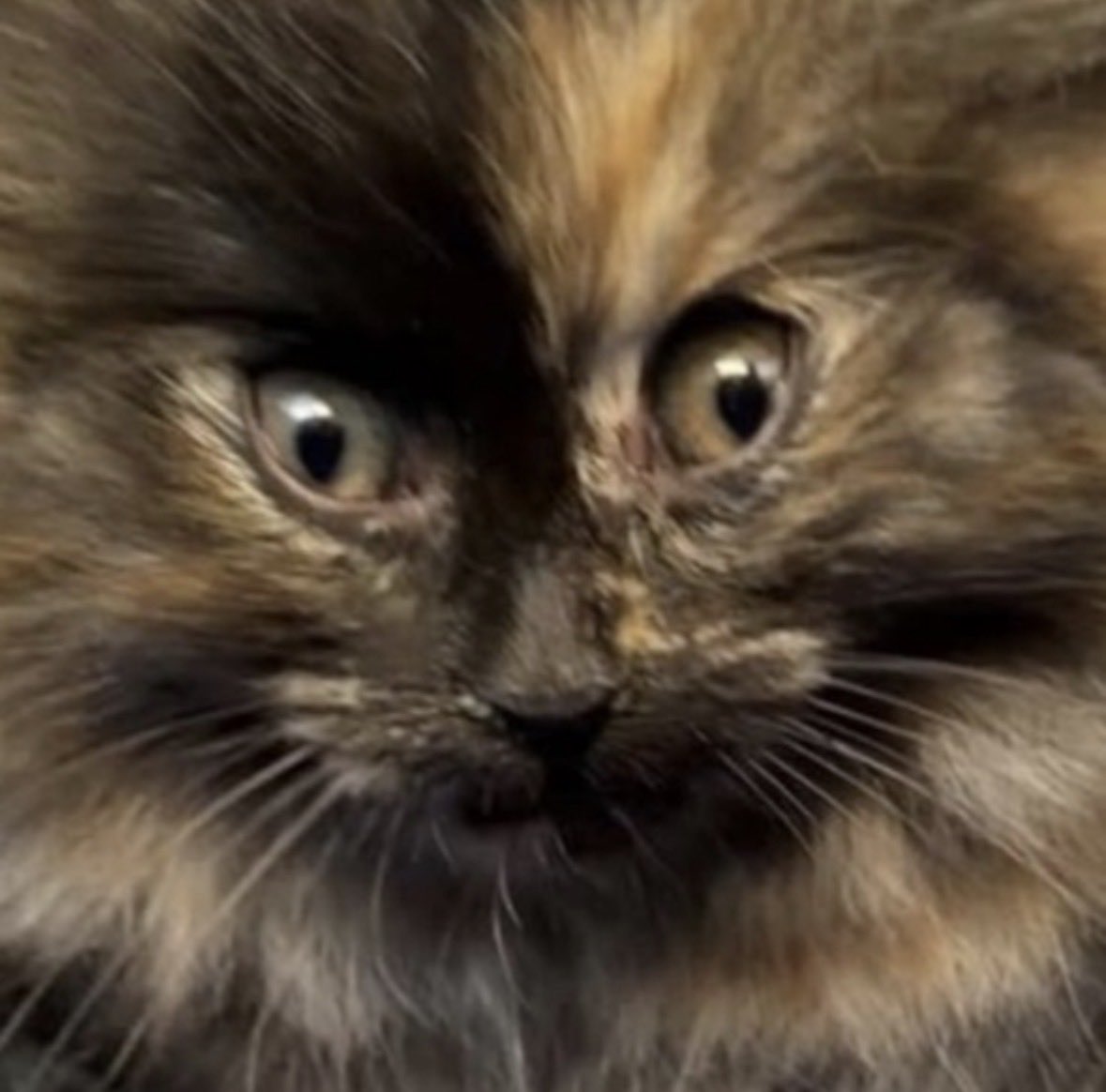 Ares 👁️ tweet media