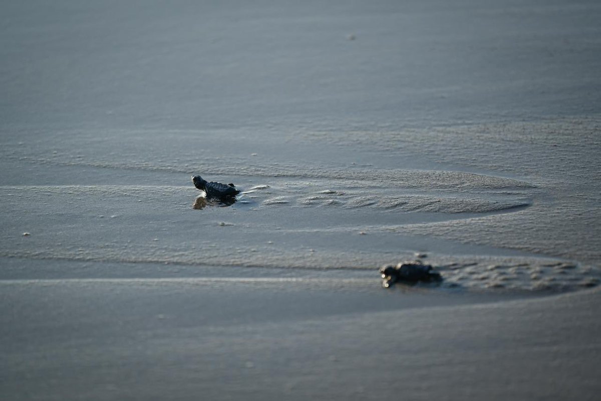 ramirezlalo_'s tweet photo. Vivir en armonía con la naturaleza es también respetar la vida marina. 

La playa de Puerto Arista alberga uno de los santuarios de tortugas marinas más importantes del Pacífico mexicano. 

Proteger este espacio natural, en coordinación con las autoridades federales, será primordial. Por ello, debemos comprender que las actividades que puedan afectar los nidos, como eventos masivos o el tránsito de vehículos sobre la arena, no estarán permitidos dentro del Santuario de Tortugas. 

Puerto Arista es y seguirá siendo una playa abierta y hospitalaria para todas y todos, pero cuidar el santuario es una forma de honrar la vida que, gracias a la naturaleza, llega cada año a nuestras costas.