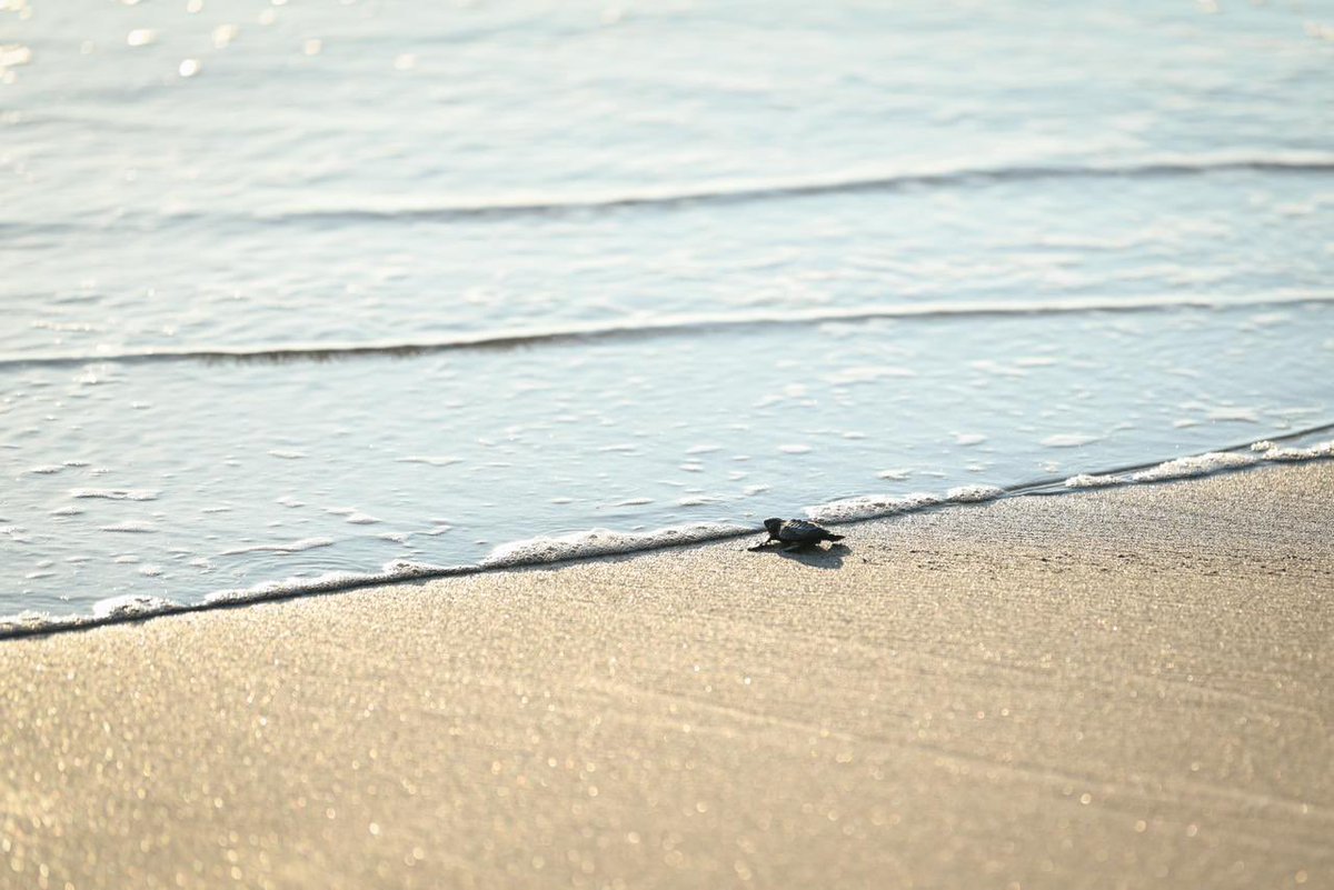 ramirezlalo_'s tweet photo. Vivir en armonía con la naturaleza es también respetar la vida marina. 

La playa de Puerto Arista alberga uno de los santuarios de tortugas marinas más importantes del Pacífico mexicano. 

Proteger este espacio natural, en coordinación con las autoridades federales, será primordial. Por ello, debemos comprender que las actividades que puedan afectar los nidos, como eventos masivos o el tránsito de vehículos sobre la arena, no estarán permitidos dentro del Santuario de Tortugas. 

Puerto Arista es y seguirá siendo una playa abierta y hospitalaria para todas y todos, pero cuidar el santuario es una forma de honrar la vida que, gracias a la naturaleza, llega cada año a nuestras costas.