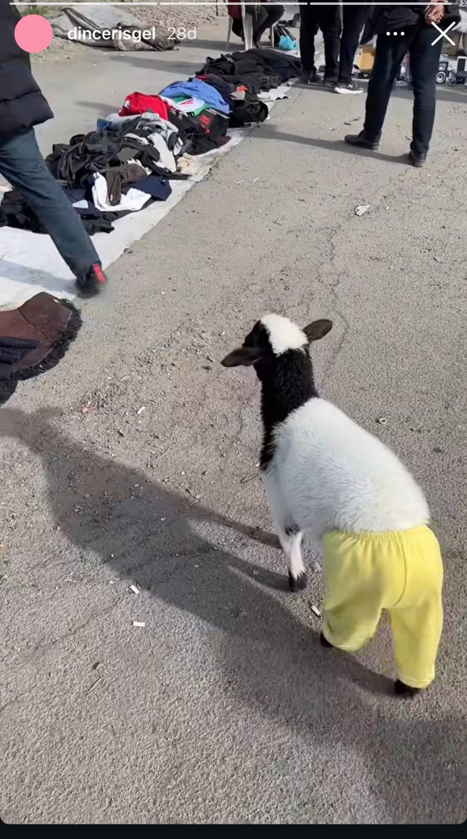Bugün buna gülücem. Hiç yabancı gibi durmamış