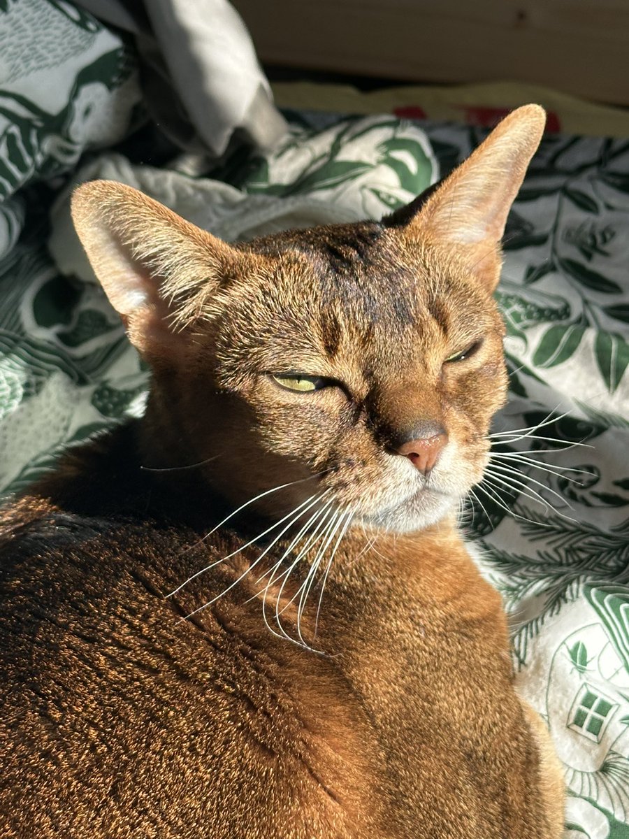 лиля́ кеба́б tweet media