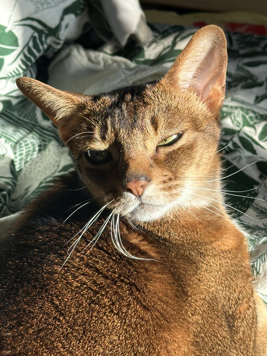 лиля́ кеба́б tweet media