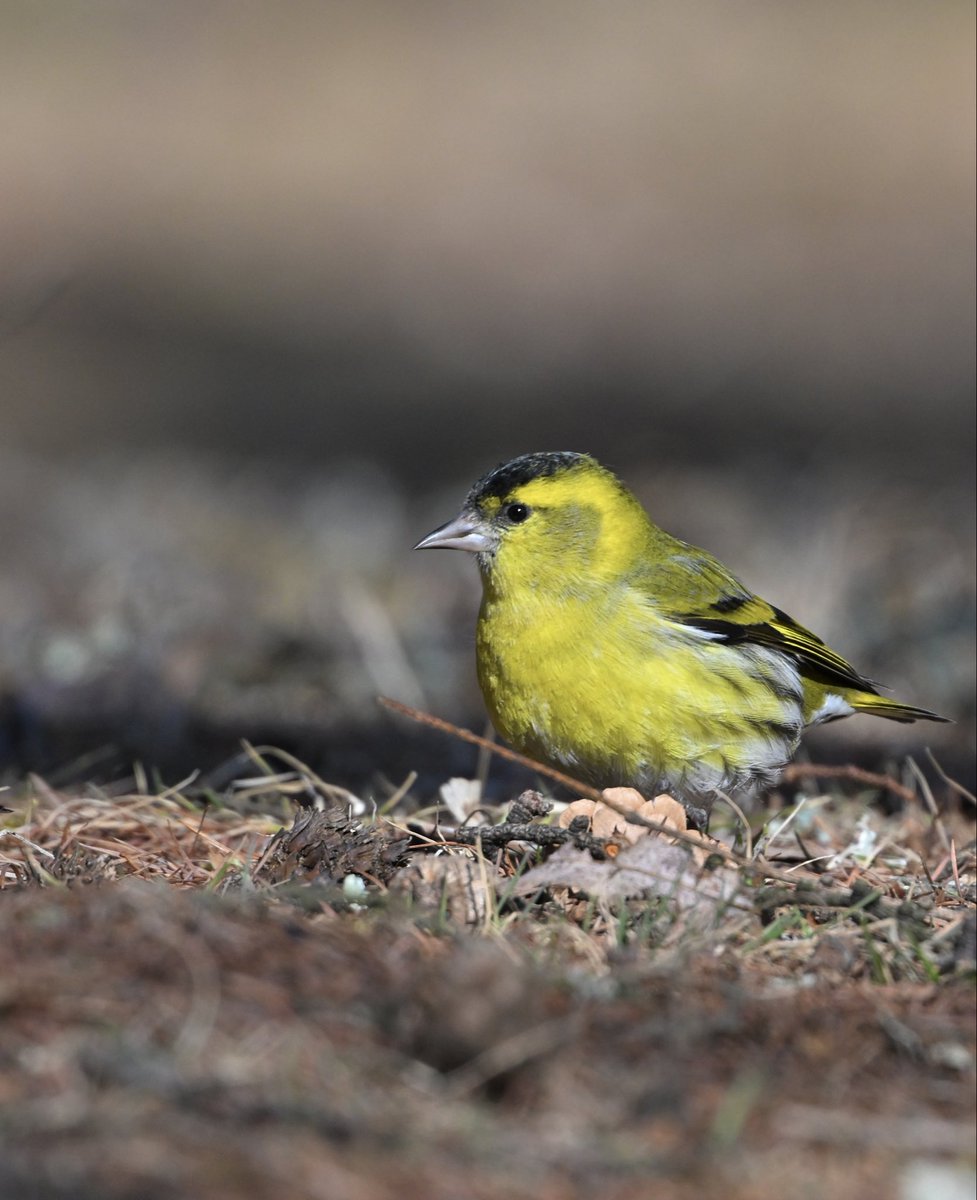 カラマツの下にレモン🍋　マヒワさん🐥

近くにマンサクが咲いていた🌼

#野鳥 #野鳥観察 #野鳥写真 #野鳥撮影
#自然散策 #信州 #マヒワ